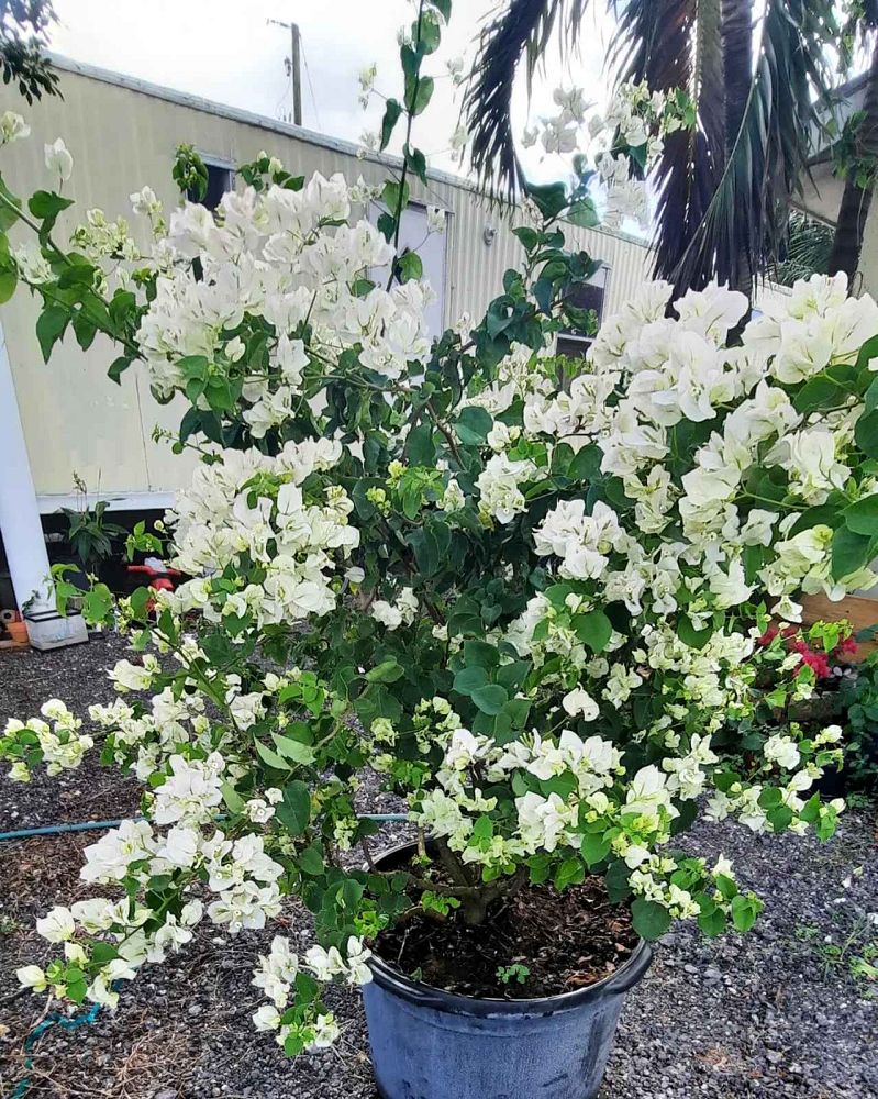 bougainvillea
