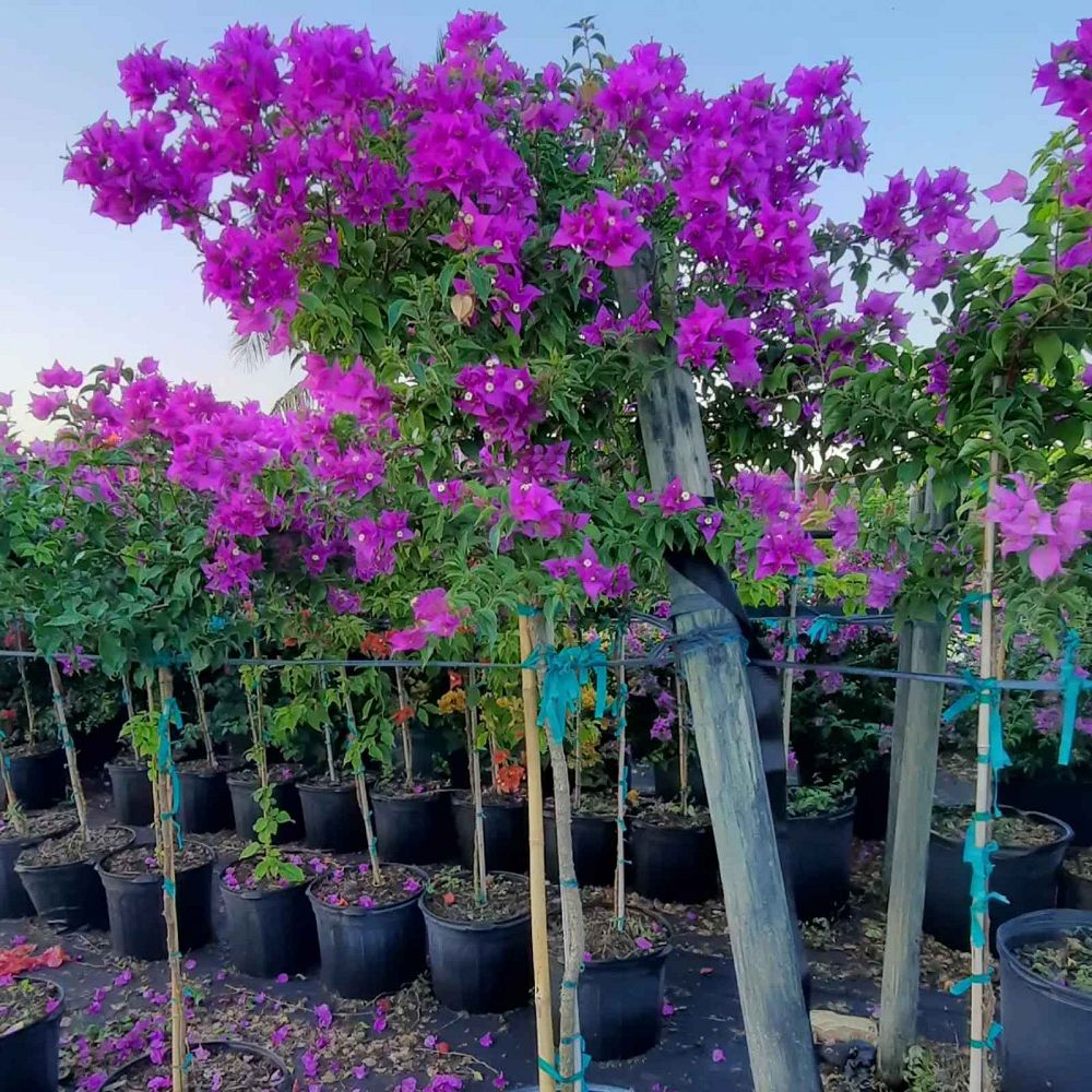 bougainvillea