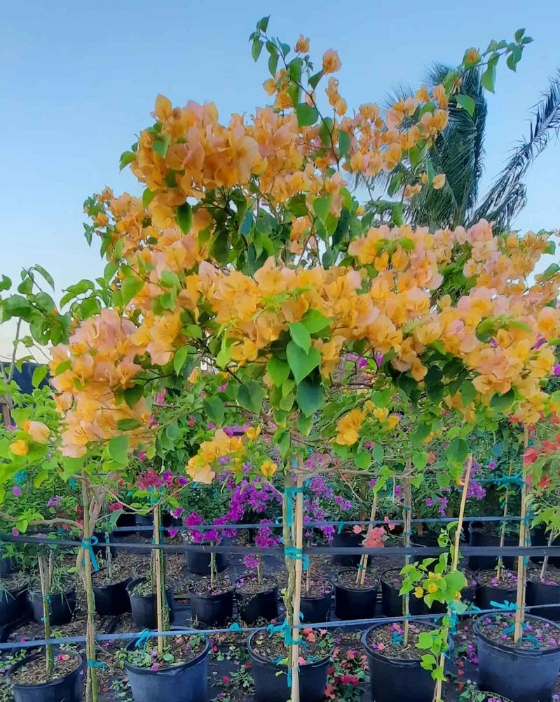 bougainvillea