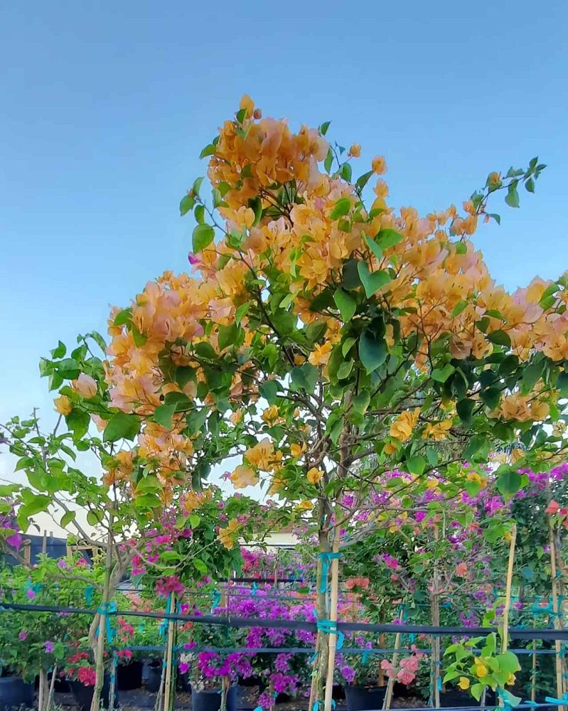 bougainvillea