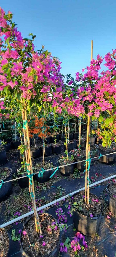 bougainvillea