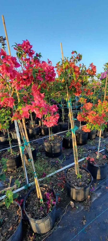 bougainvillea