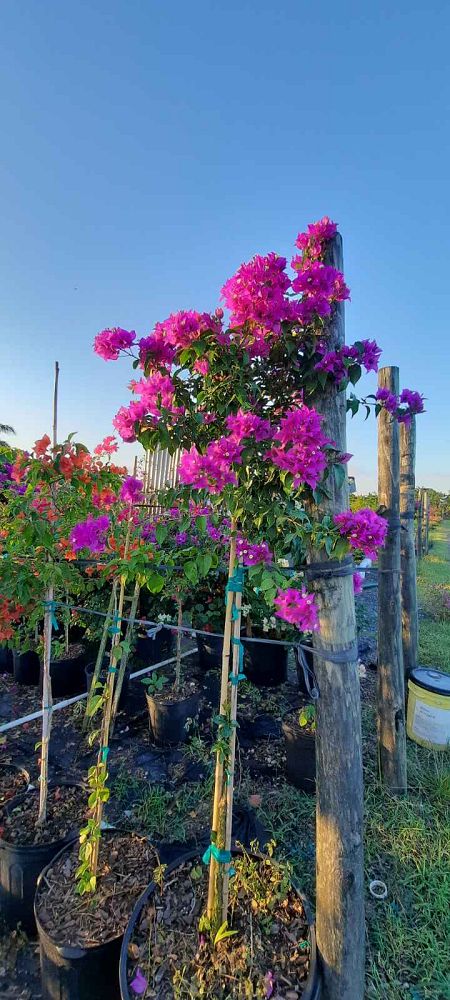 bougainvillea