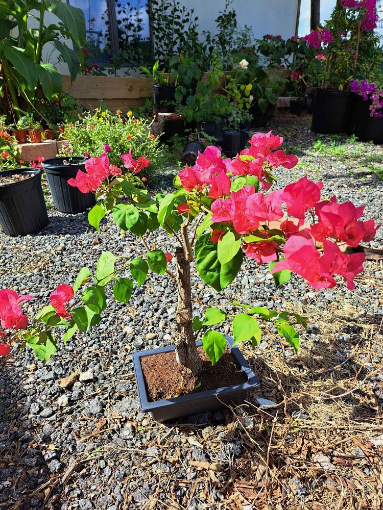 bougainvillea