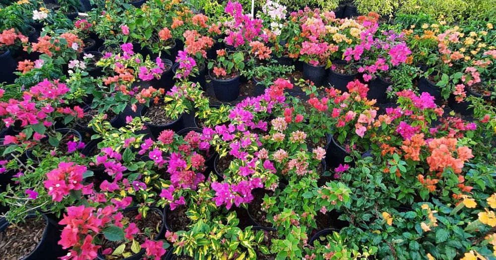bougainvillea