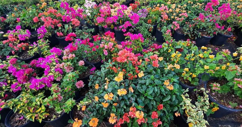 bougainvillea