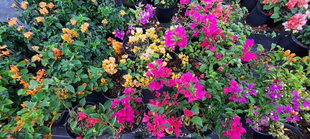 bougainvillea
