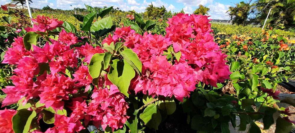 bougainvillea
