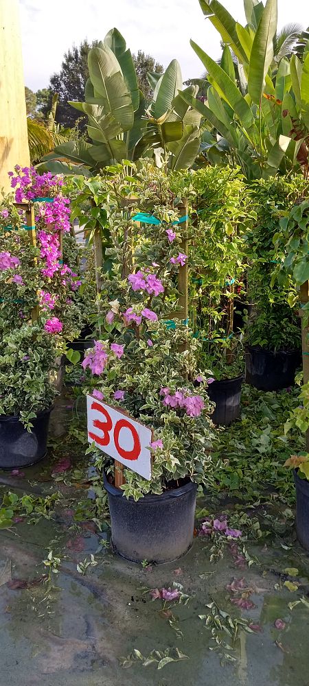 bougainvillea