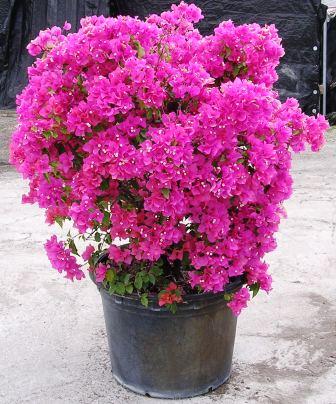 bougainvillea