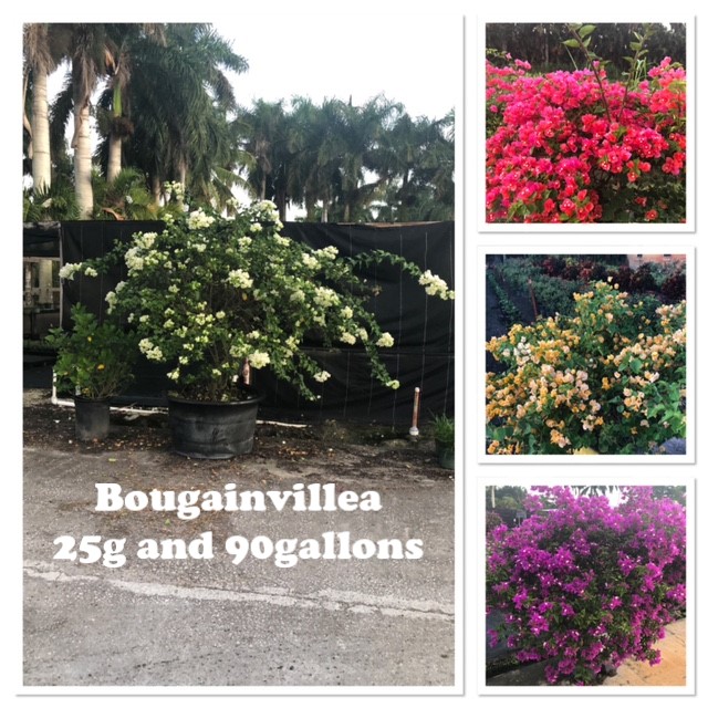 bougainvillea