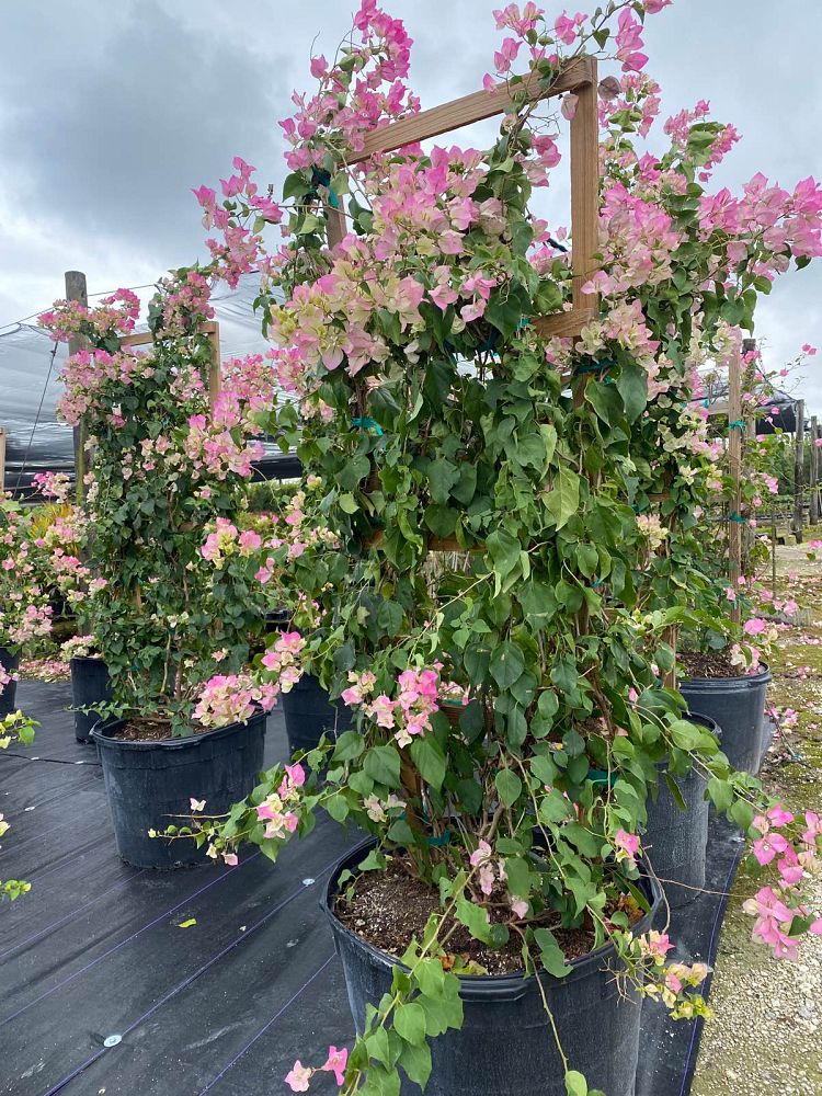 bougainvillea