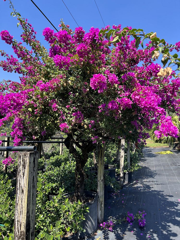 bougainvillea