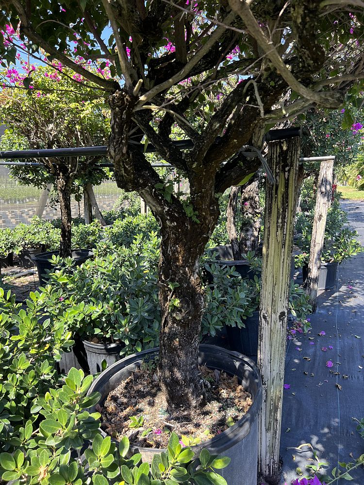 bougainvillea