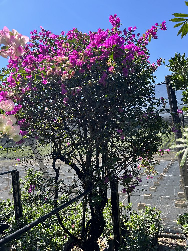 bougainvillea