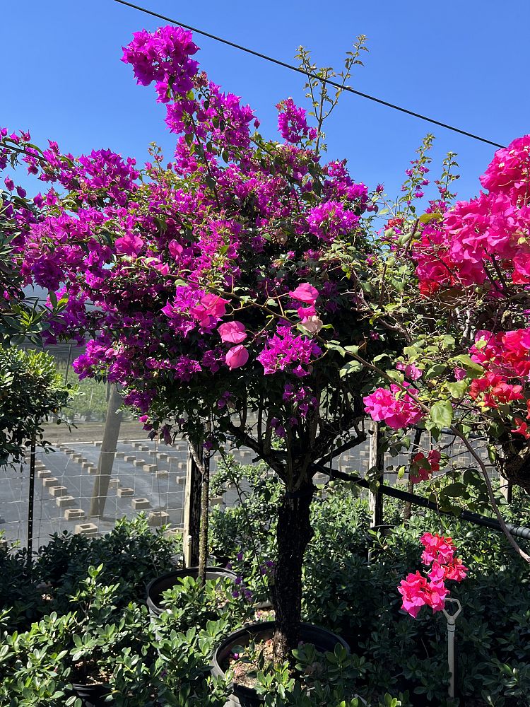 bougainvillea