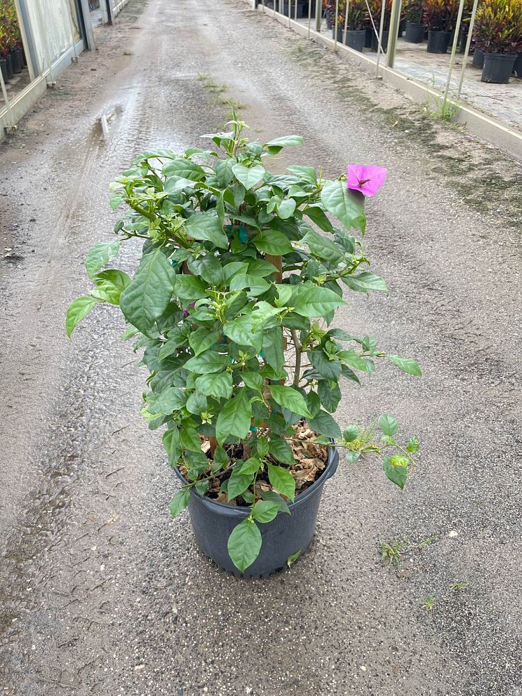 bougainvillea