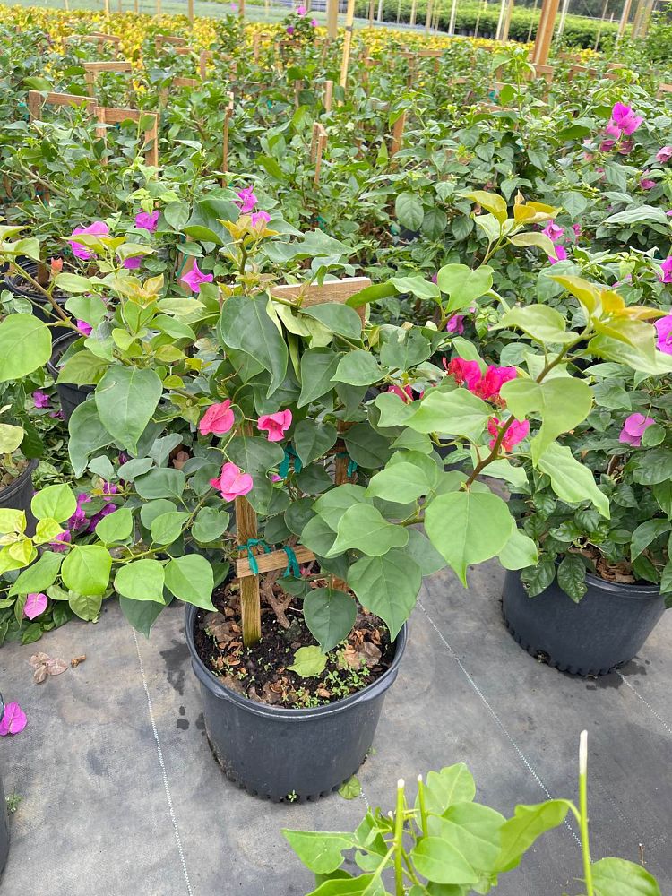 bougainvillea