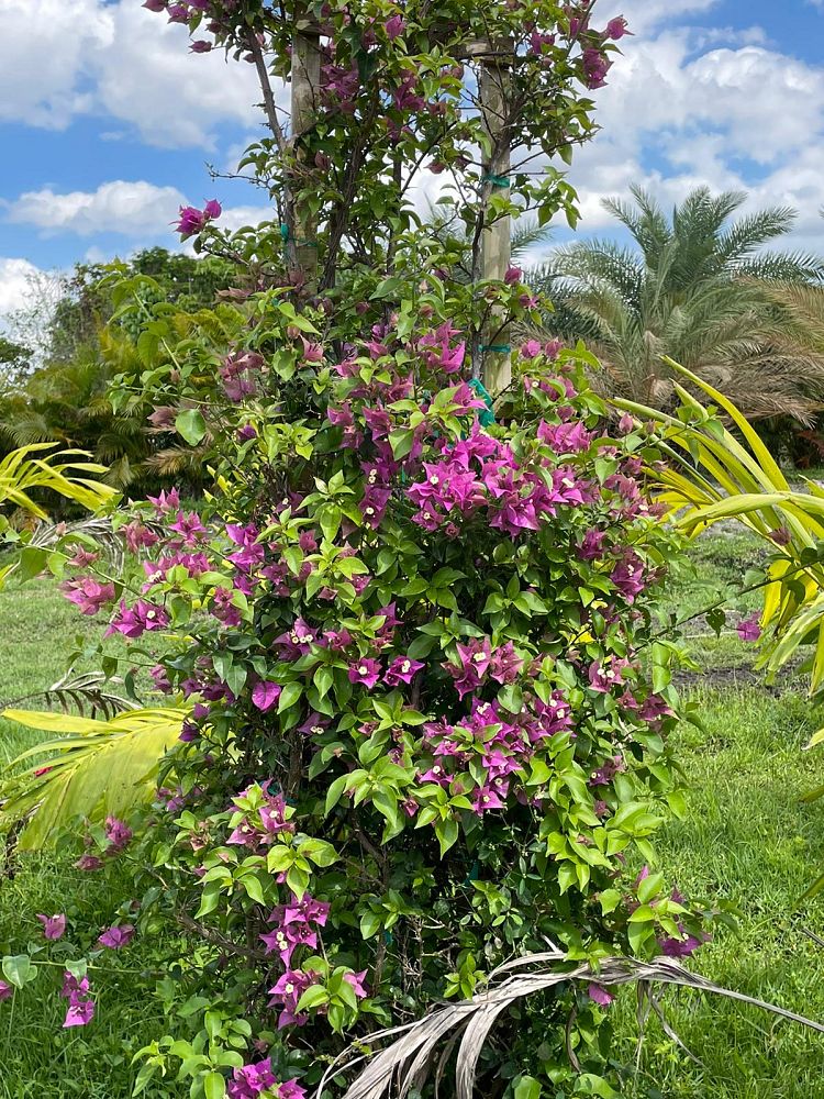 bougainvillea