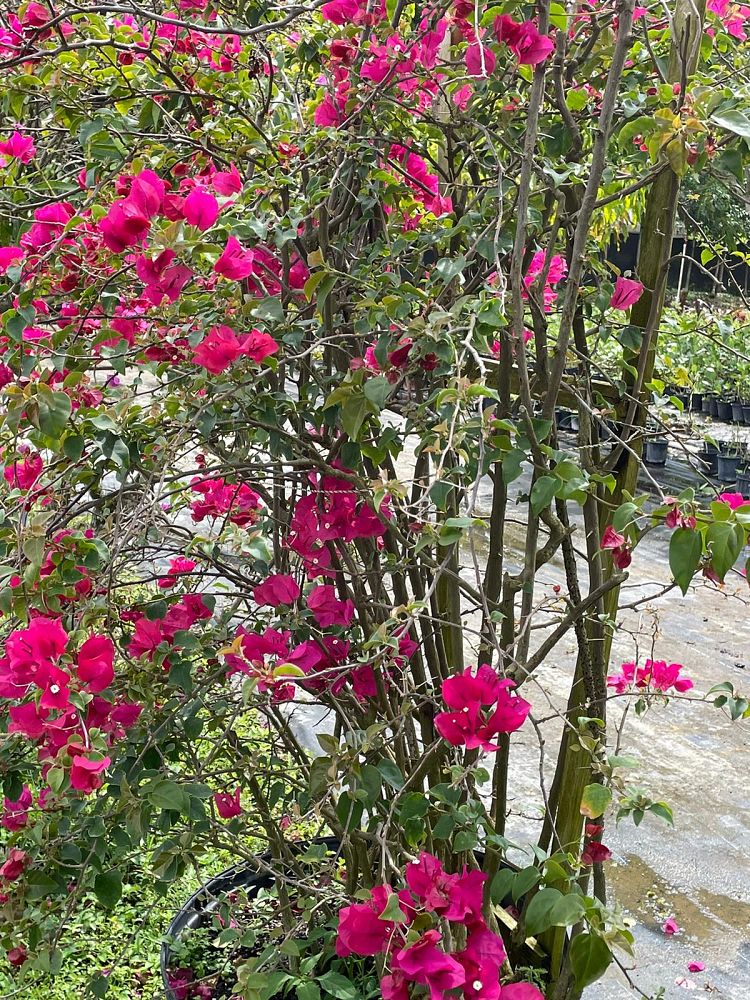 bougainvillea
