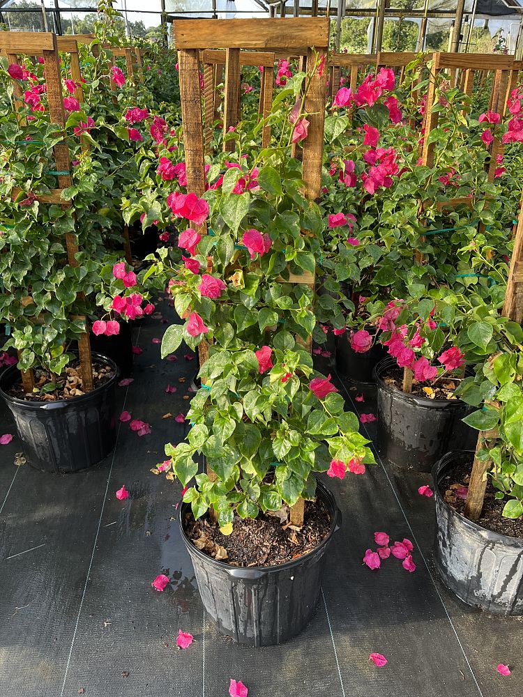 bougainvillea