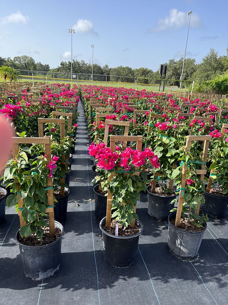 bougainvillea