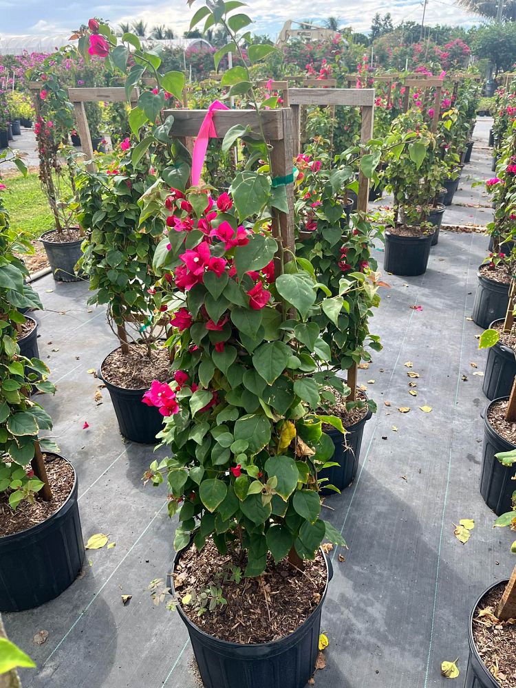 bougainvillea