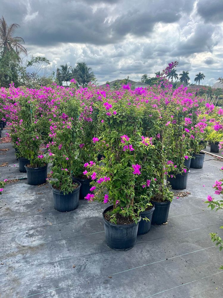 bougainvillea