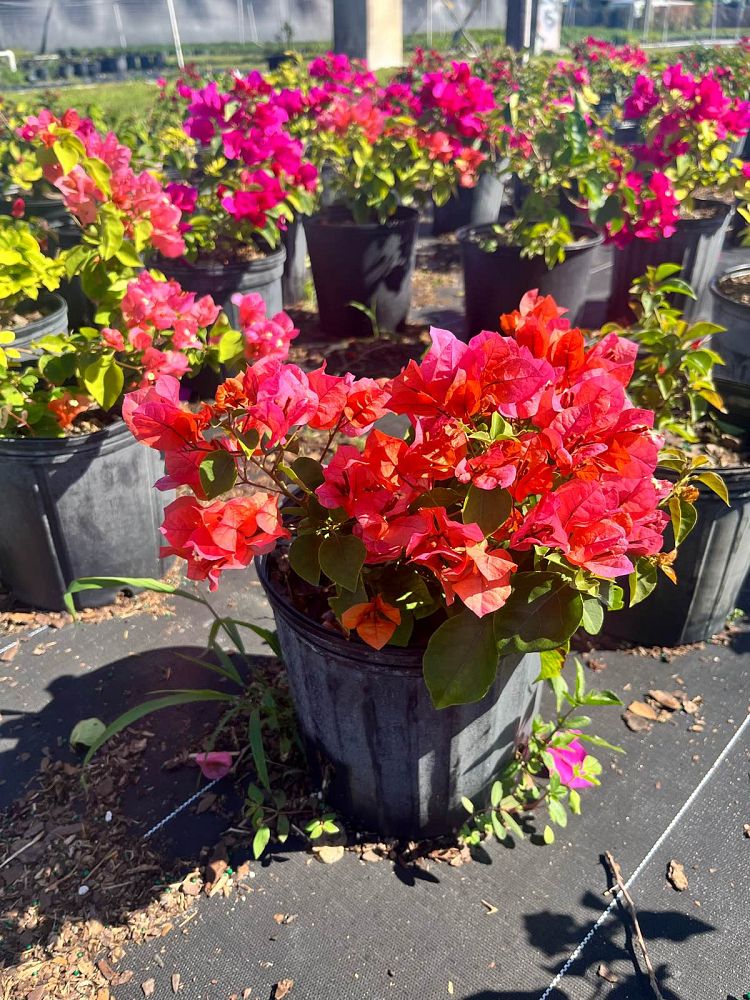 bougainvillea
