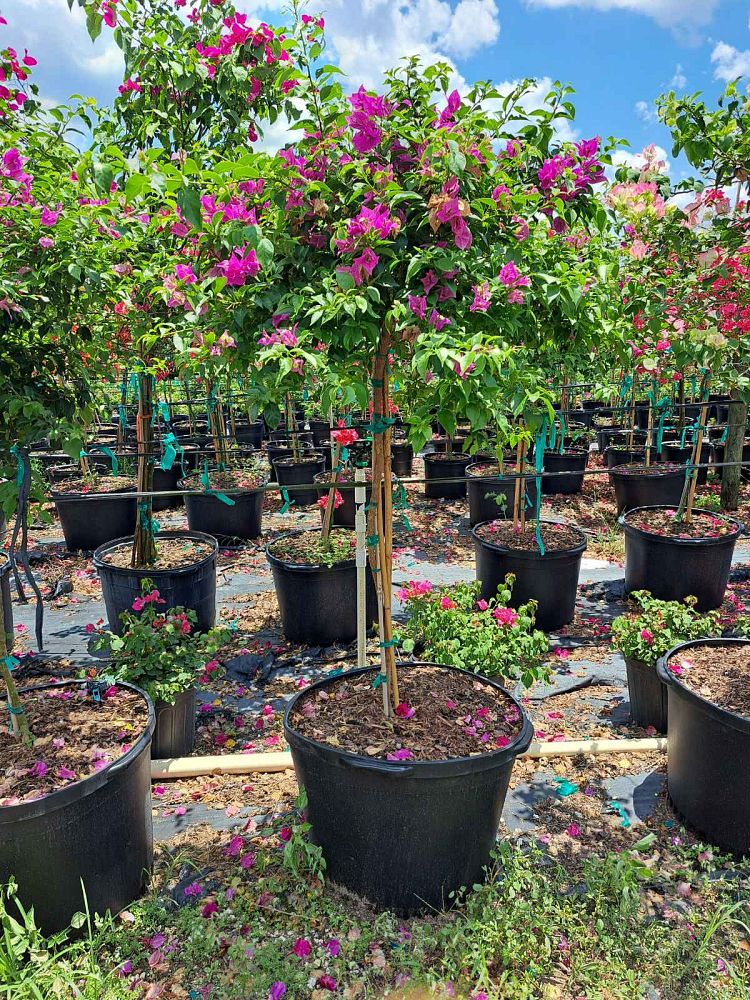 bougainvillea