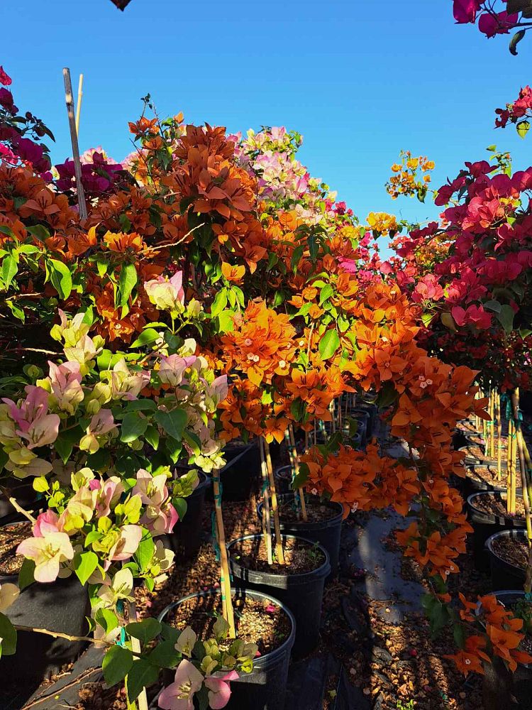 bougainvillea