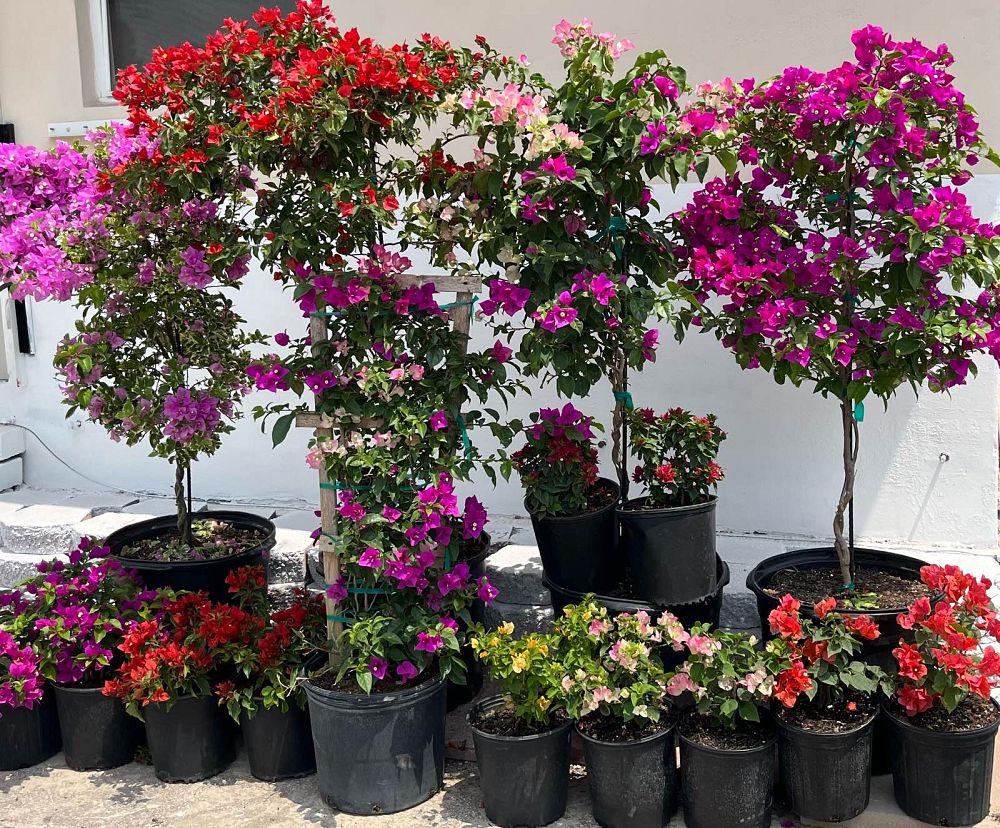 bougainvillea