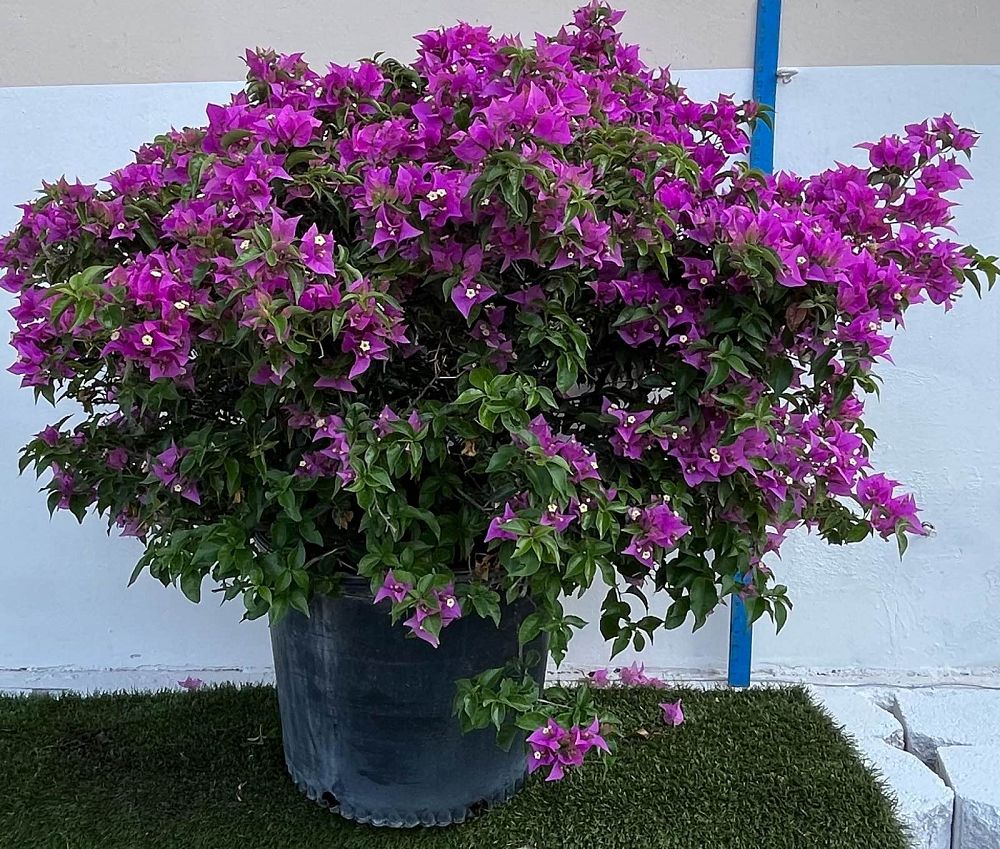 bougainvillea