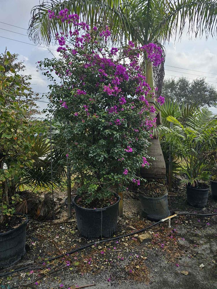 bougainvillea
