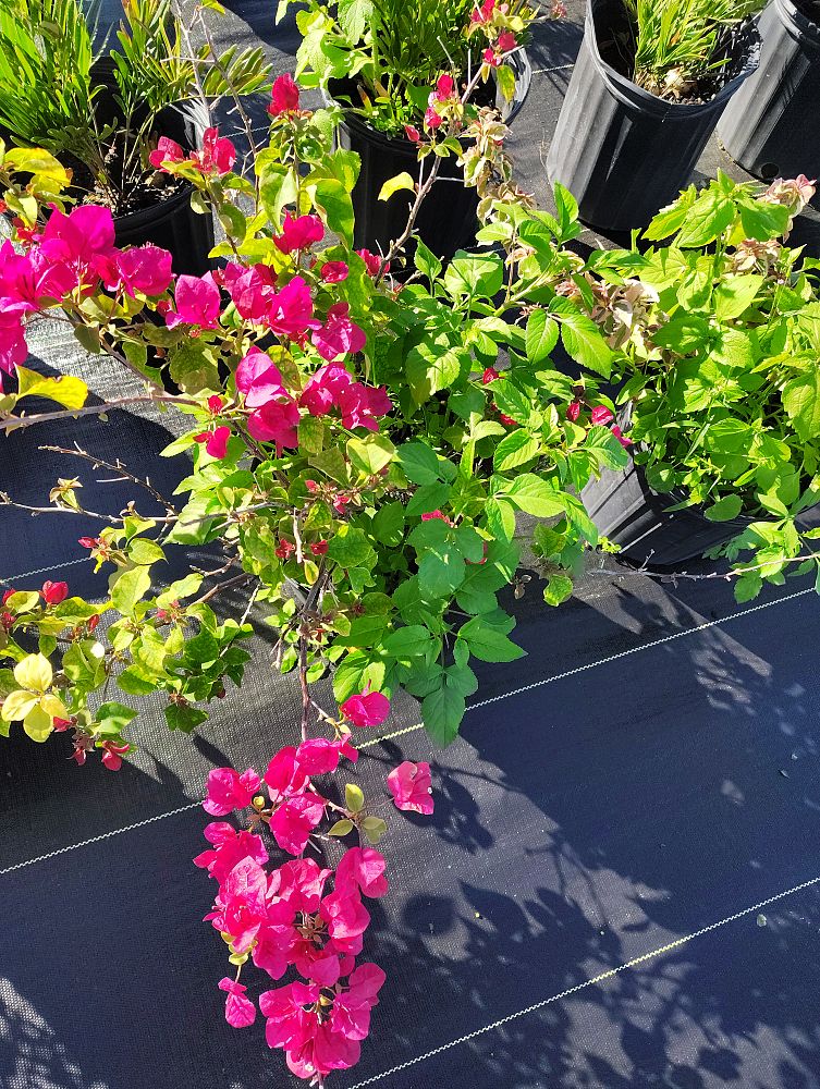 bougainvillea