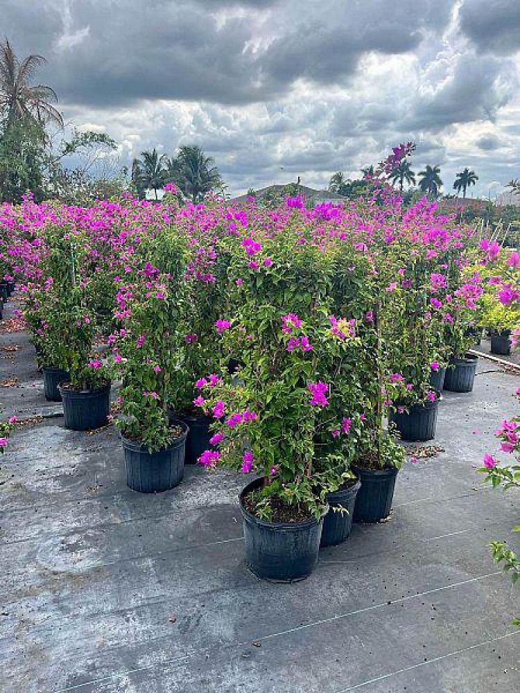 bougainvillea