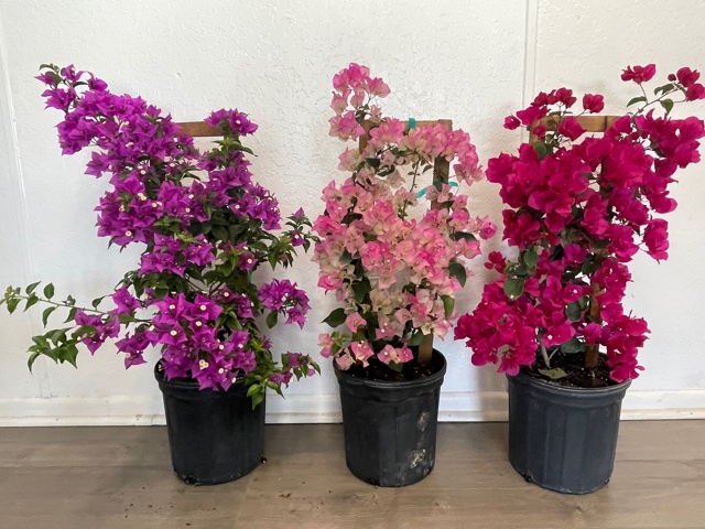 bougainvillea