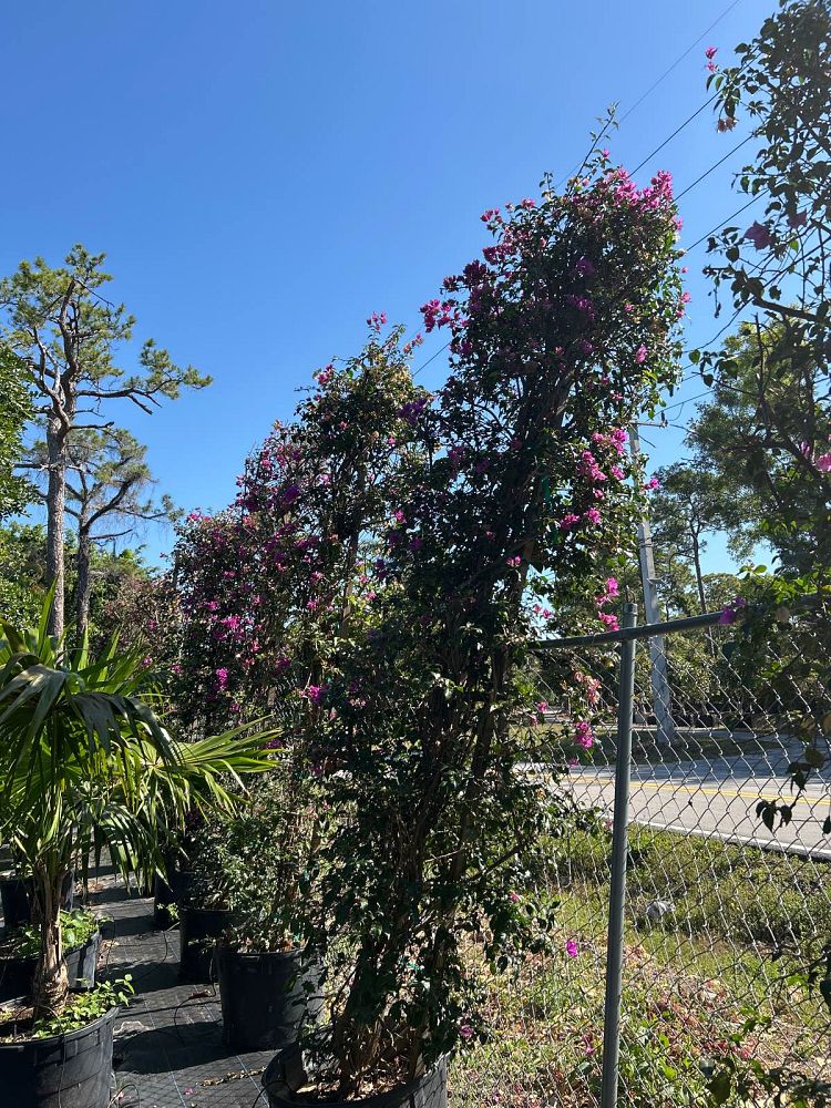 bougainvillea