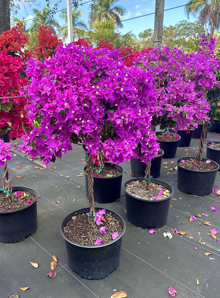 bougainvillea