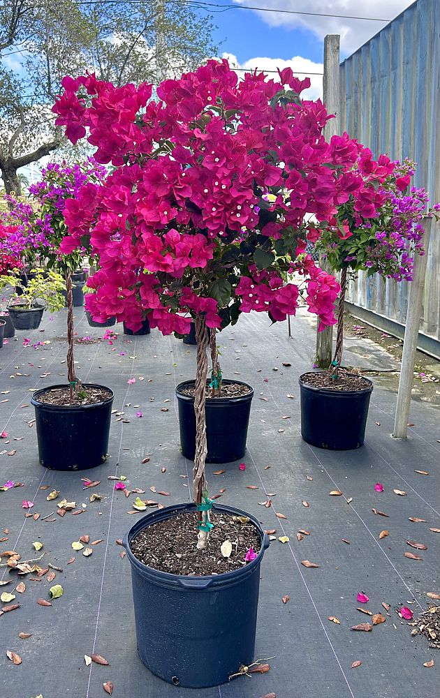 bougainvillea