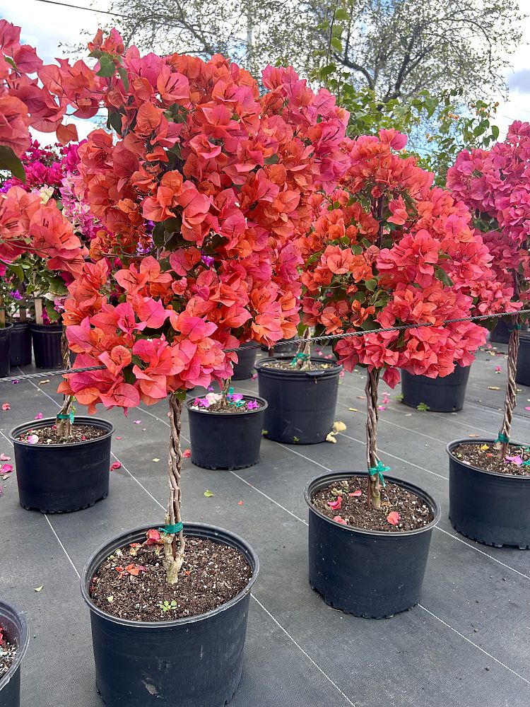 bougainvillea
