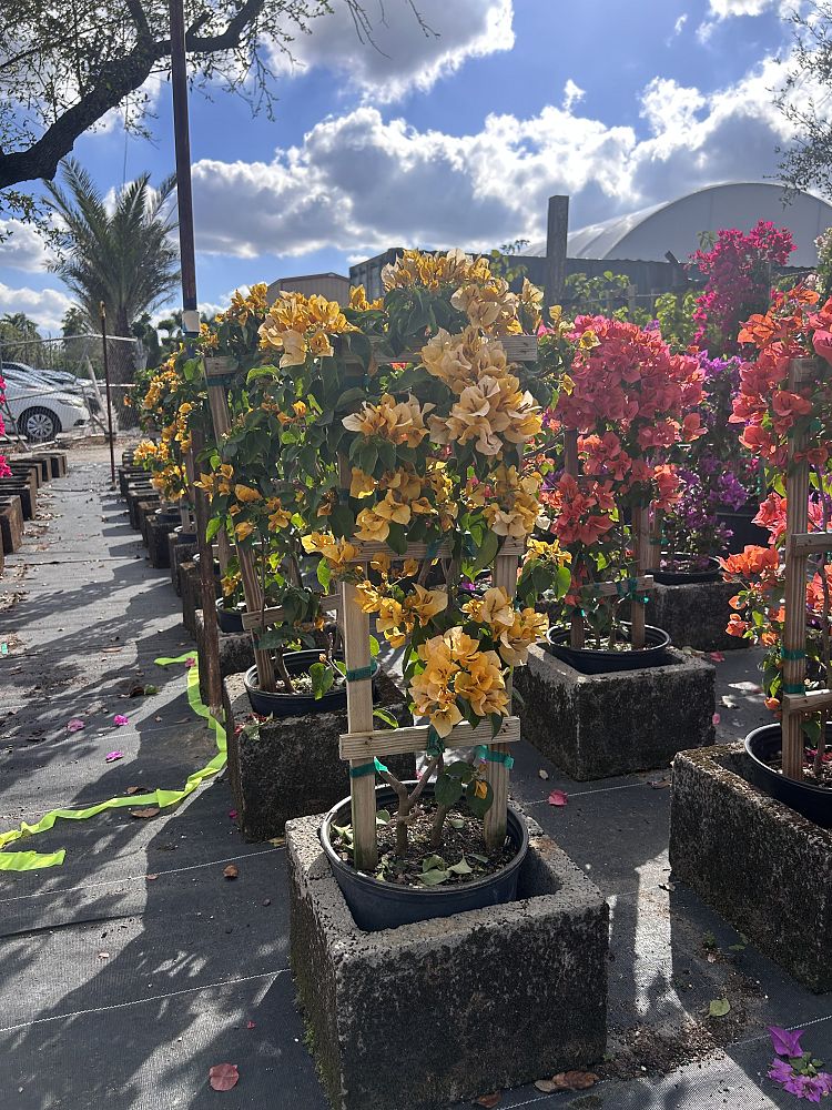 bougainvillea