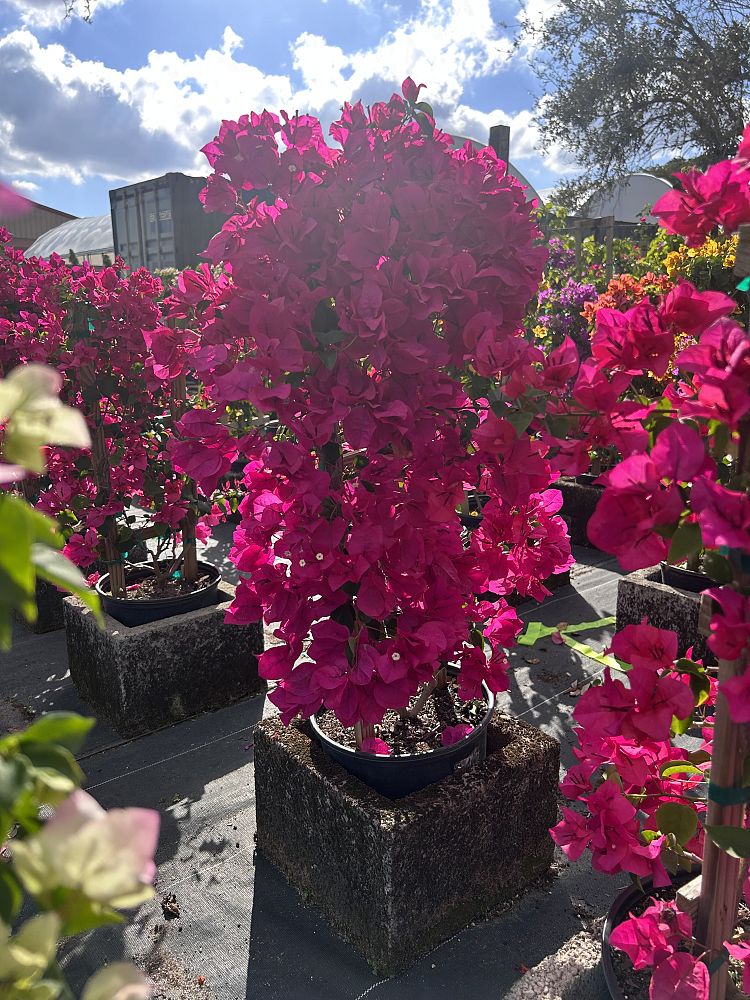 bougainvillea