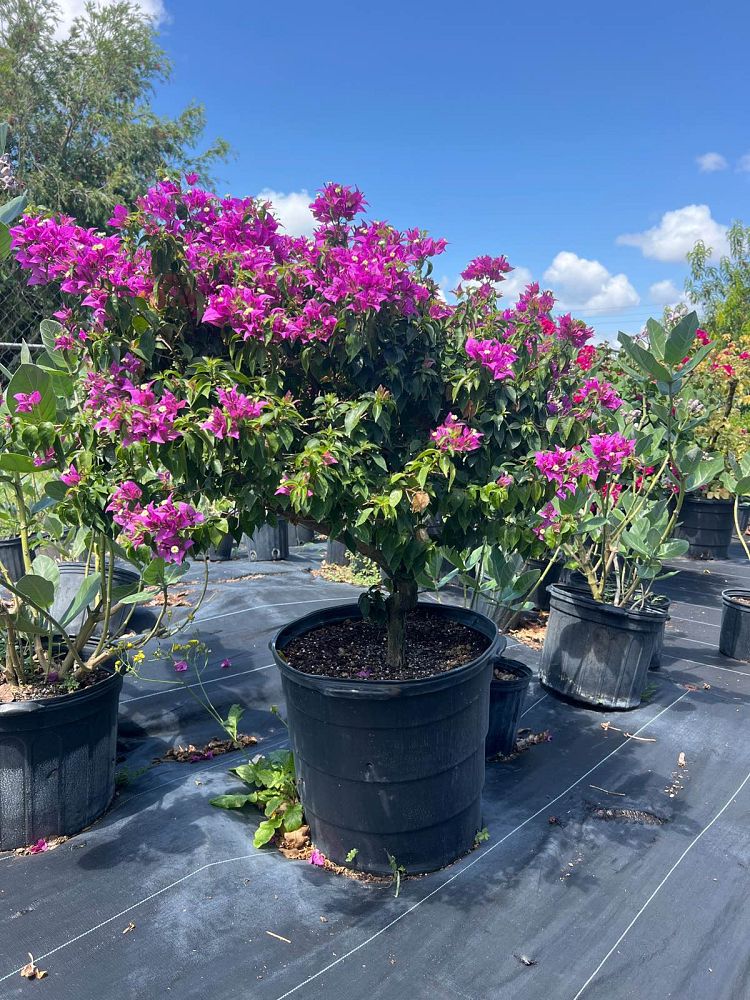 bougainvillea
