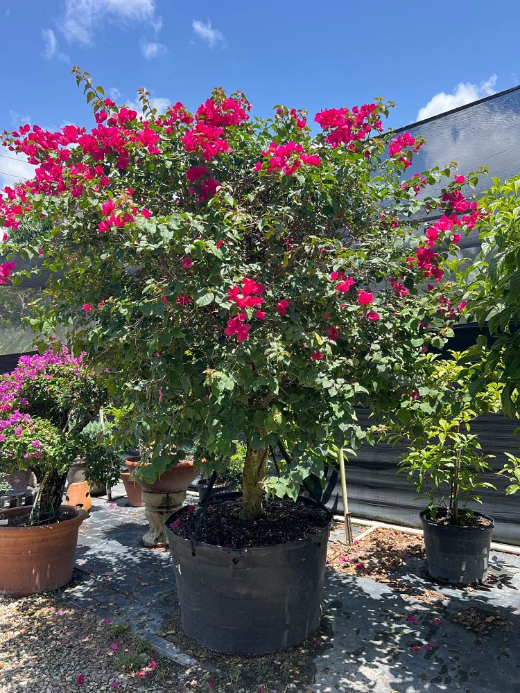 bougainvillea