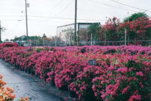 bougainvillea-spectabilis-brazil-bougainvillea