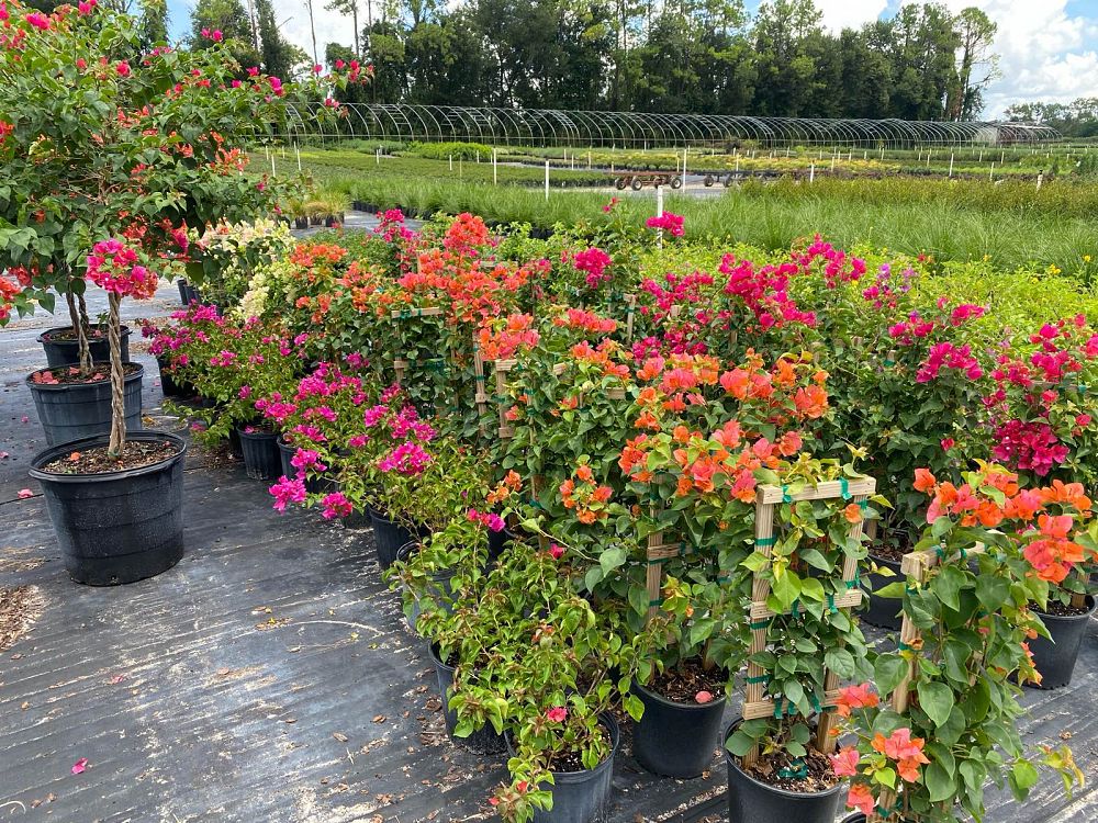 bougainvillea-spectabilis-brazil-bougainvillea