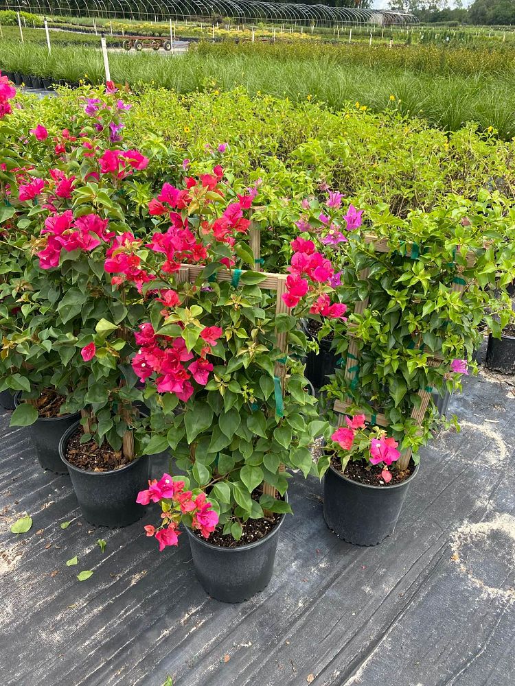 bougainvillea-spectabilis-brazil-bougainvillea