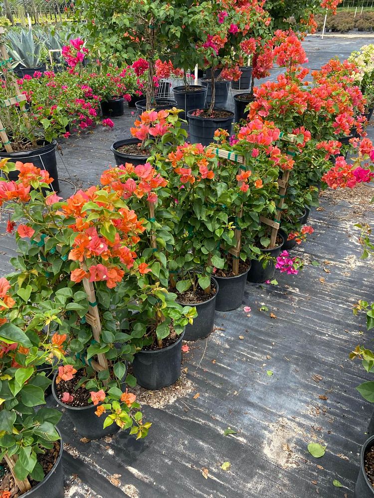 bougainvillea-spectabilis-brazil-bougainvillea