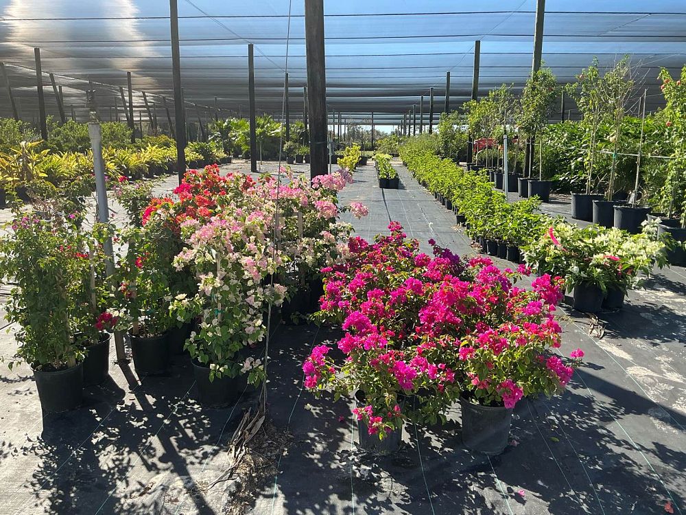 bougainvillea-spectabilis-brazil-bougainvillea